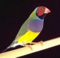 /album/photo-gallery-animais/diamante-gold-jpg/